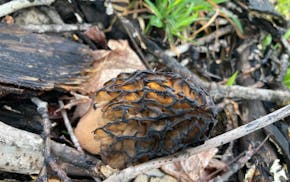 A black morel mushroom, picked and eaten by the writer.