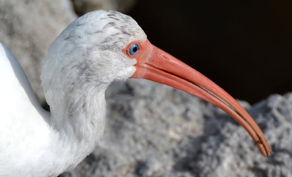 White ibises on Sanibel are as common as gulls in Duluth.