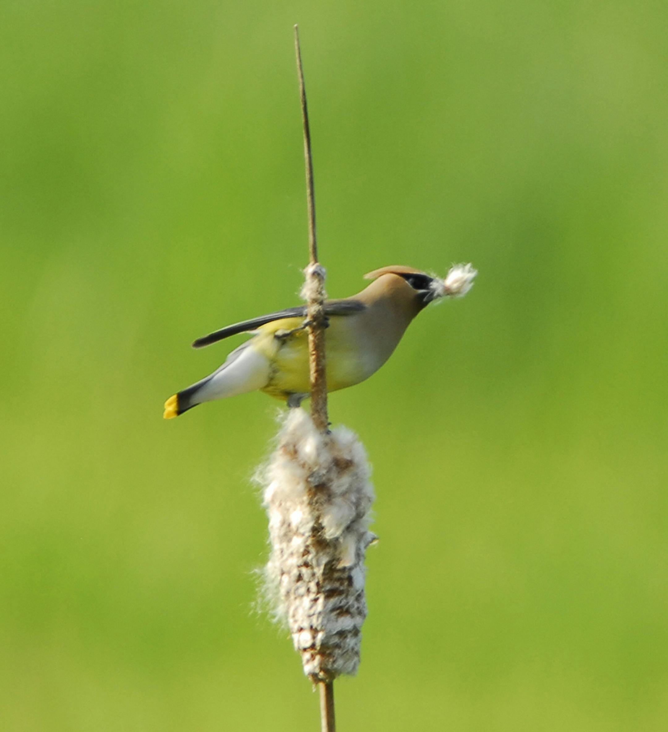 A cedar waxwing plucks cattail fluff for its nest. Photo by Jim Williams