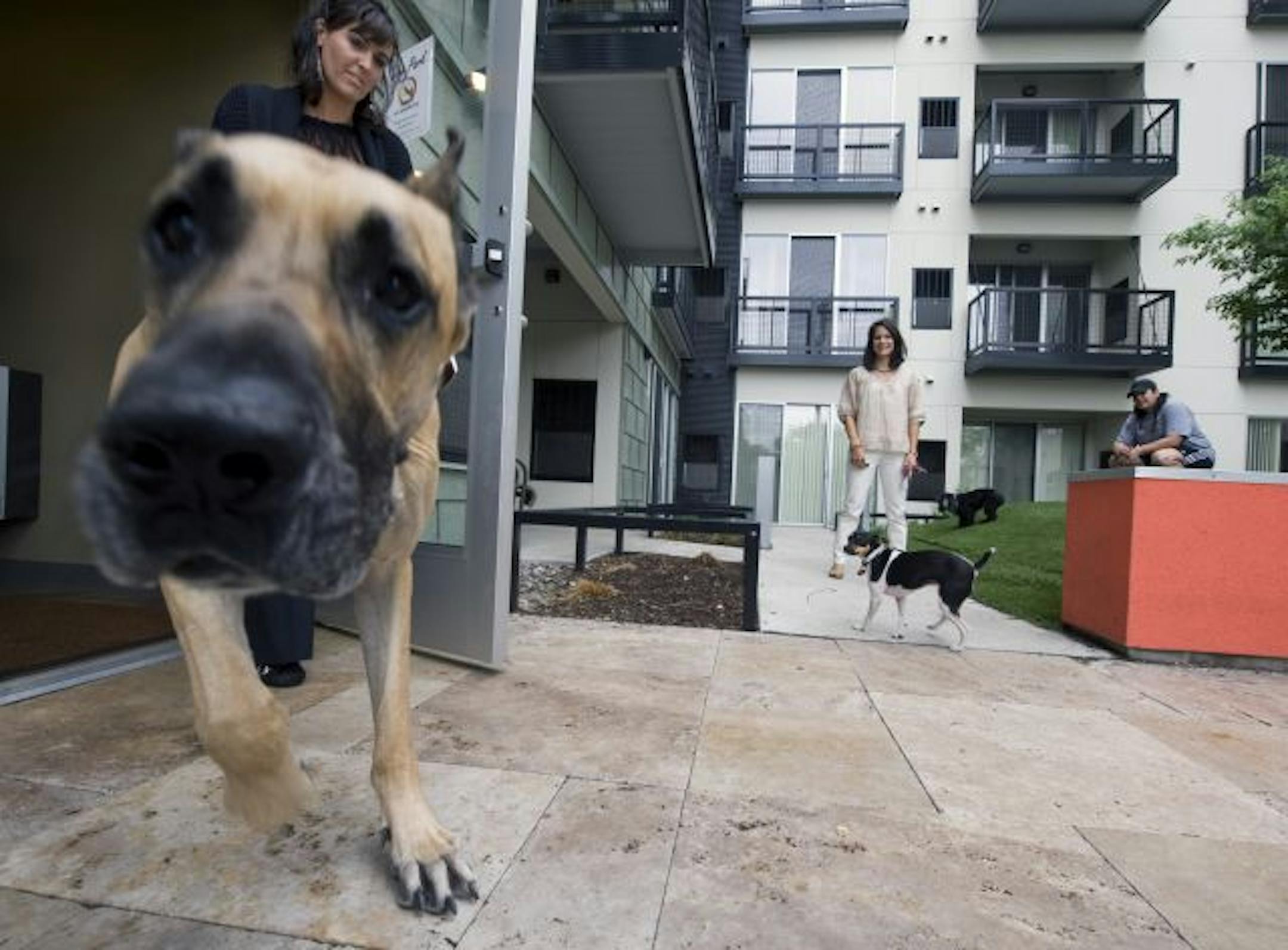 Kate Heitzman is coming out the door with her Great Dane Rocco. Christina Ridolfi is with her dog Rumble (a rat-terrier). Kim Naumann is on the right with her dog Zima. They are in the dog park area behind the Blue apartments.