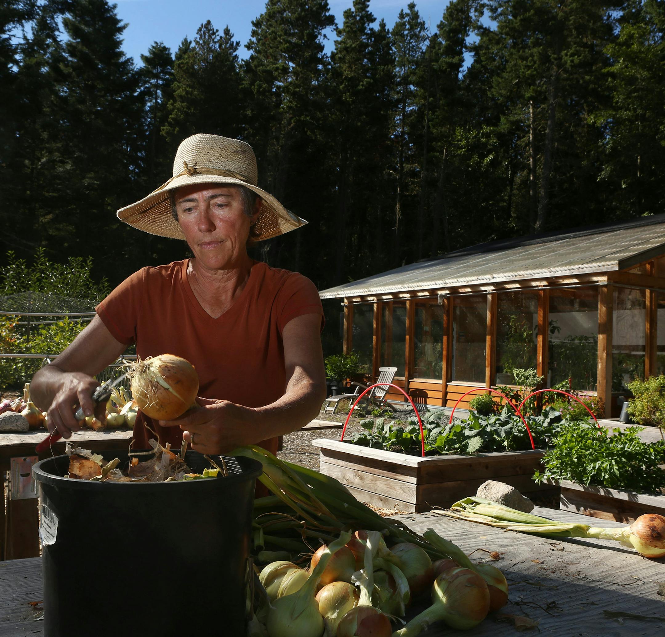 Marney Reynolds harvests onions from her garden off Shark Reef Road on Lopez Island, Wash. The former Seattleite was instrumental in San Juan County's successful campaign to ban GMOs, which helped inspire similar votes in Oregon. (Ken Lambert/Seattle Times/TNS)