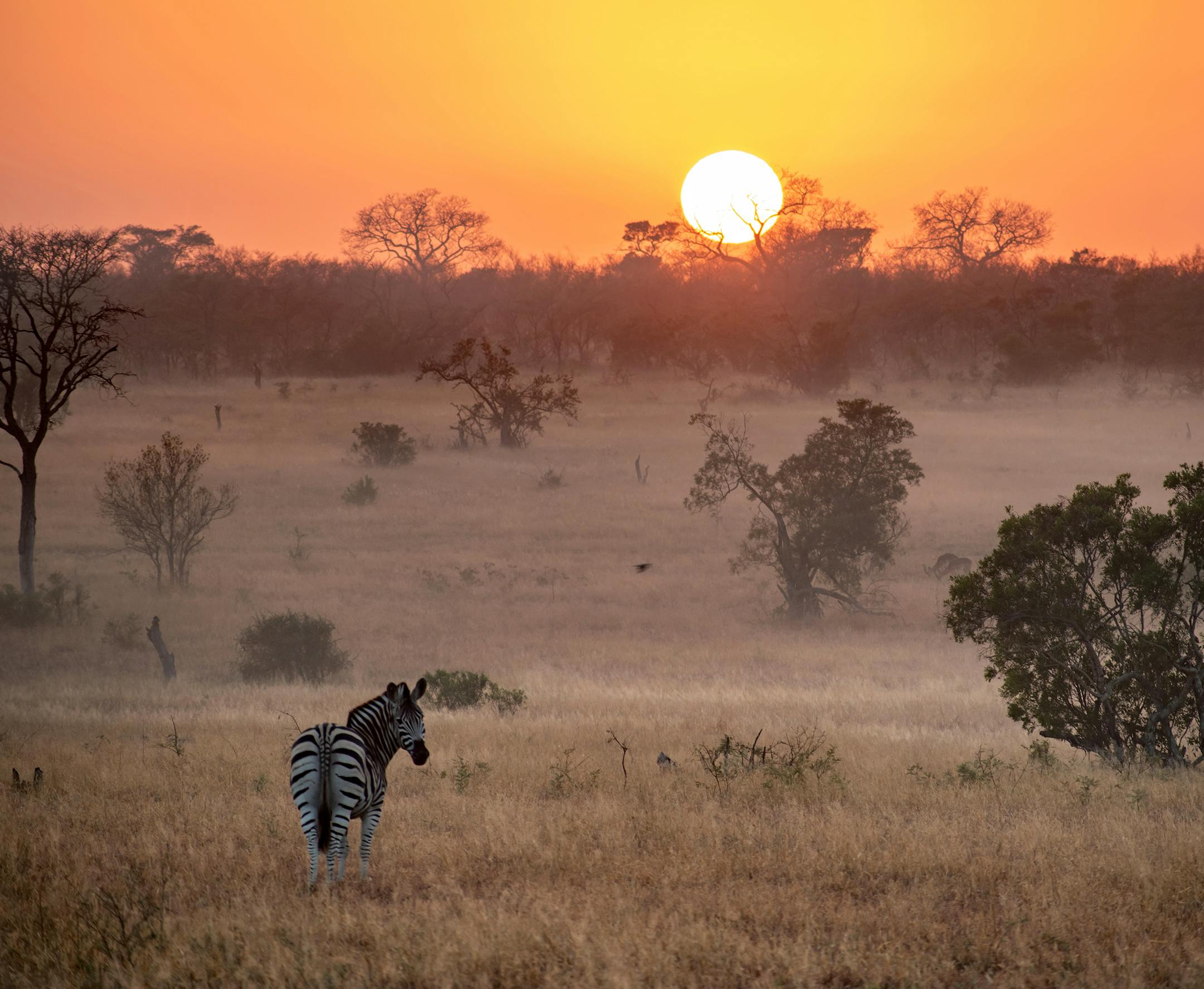 Thank you for choosing Andy's picture! He's very excited. He's away at college so I had him answer the questions. Here is his reply: Where were you ñwith as much details as possible-- when you took this photo? What does it show? Tell me about the game drive you were on when you got this shot, and the time of day. The photo was taken during an early morning South African sunrise at Sabi Sands Game Reserve, which is adjacent to Kruger National Park. The picture features a solo zebra looking b