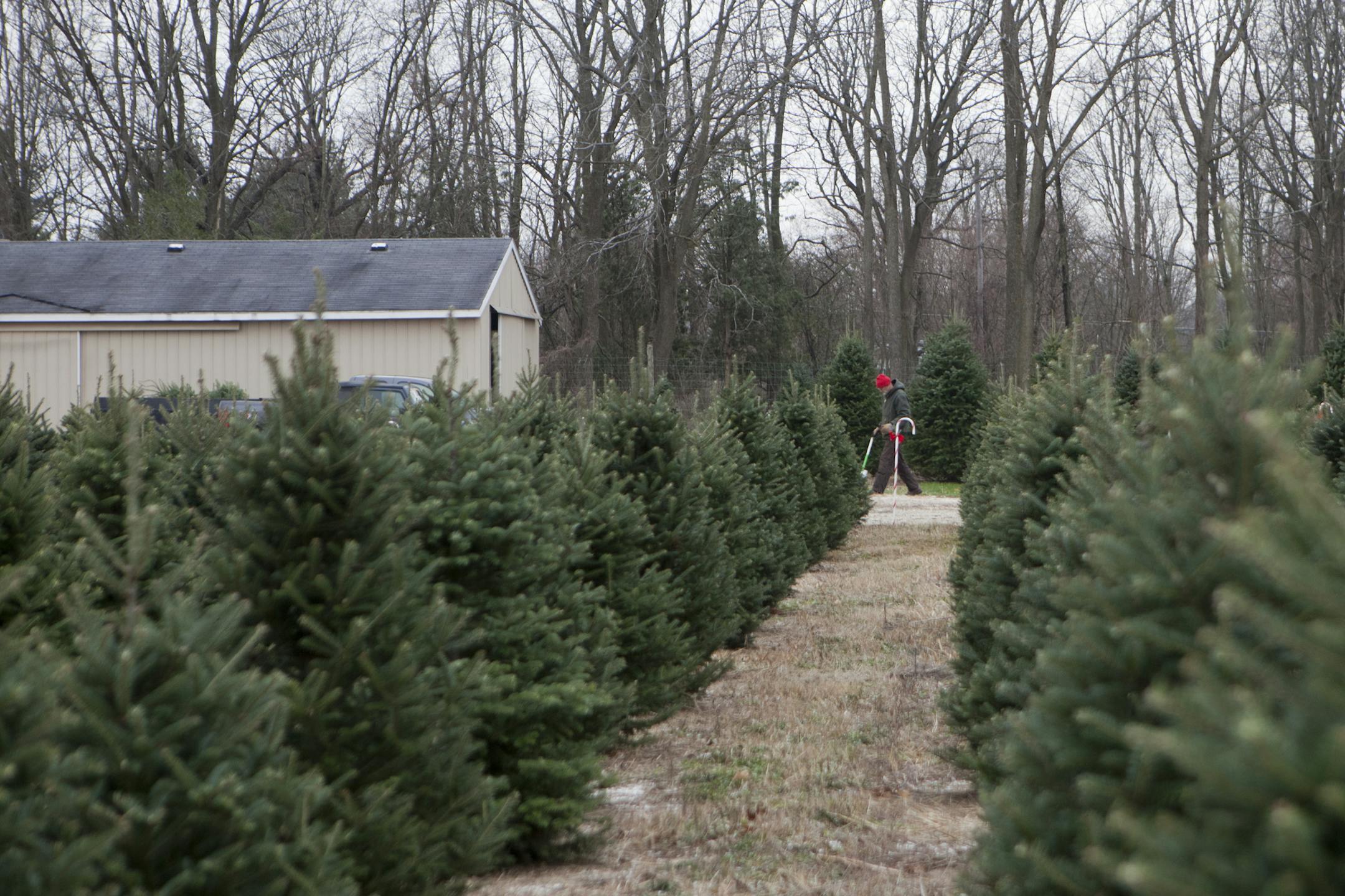 Tom Stadt walks between rows of trees at the Stadt Family Tree Farm in Augusta, Mich., on Tuesday, Nov. 26, 2013. Mary Tom Stadt sell fir trees for the holidays, as well as homemade wreaths, and offer wagon rides and a campfire. Tom Stadt says the days after Thanksgiving are bustling with family activity. (AP Photo/Kalamazoo Gazette, James Buck) LOCAL TV OUT LOCAL INTERNET OUT