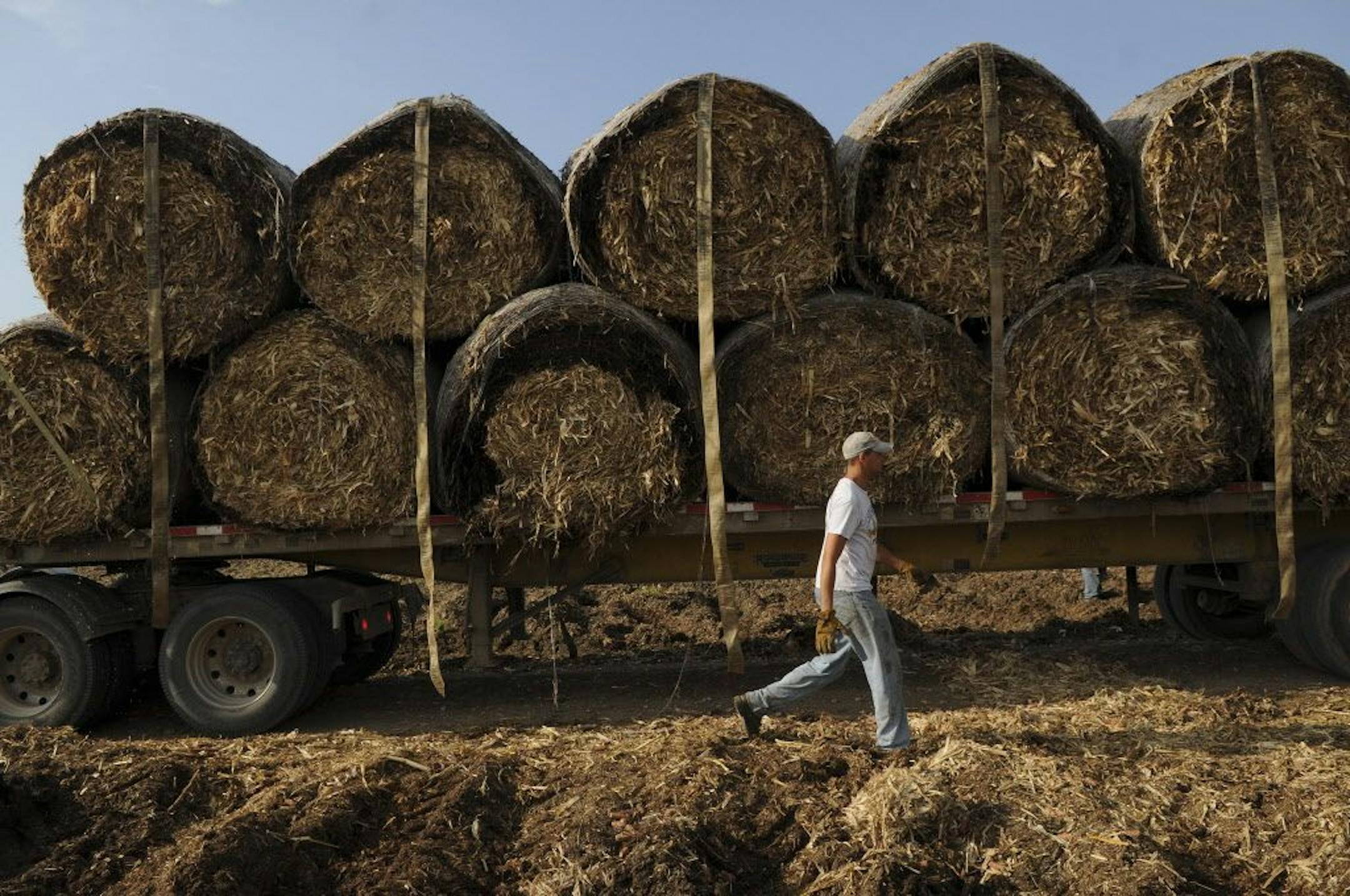 A driver straps down corn husk bales early Friday morning July 22, 2011 in Emmetsburg, Iowa.