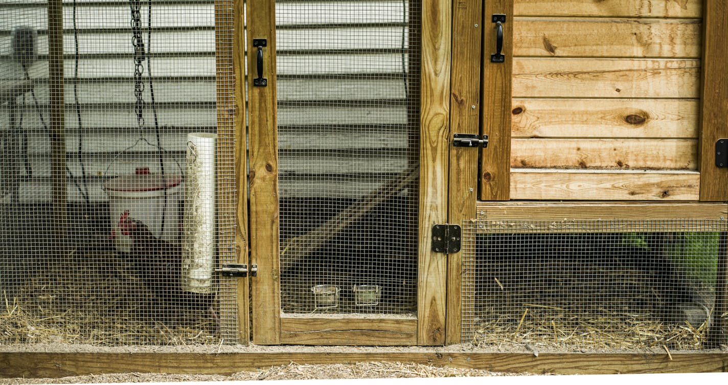 Elizabeth Ries loves her chickens and feed them premium feed. In return, they help fertilize her vegetable and herb garden. Chickens have made a resurgence during the pandemic.] RICHARD TSONG-TAATARII • richard.tsong-taatarii@startribune.com