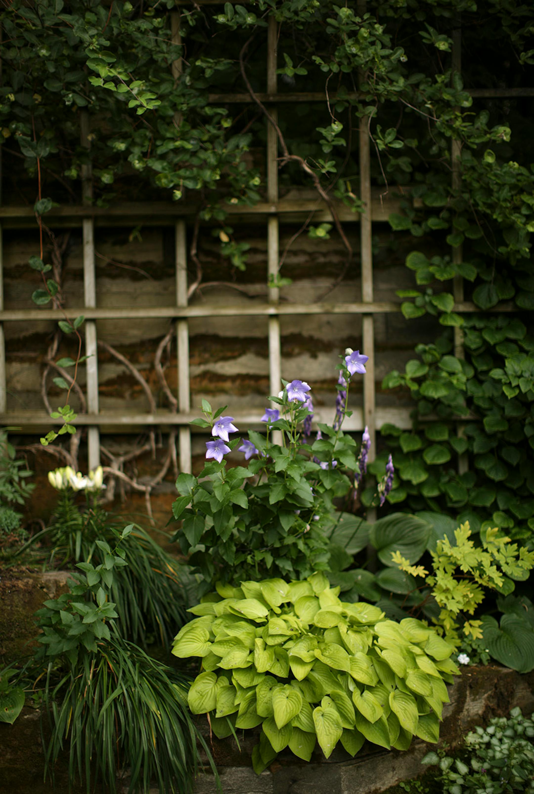 Asiatic lily (white), various hosta, and balloon flowers highlight one area of the garden. Climbing hydrangea grow along the lattice that Fred built to cover the retaining wall.