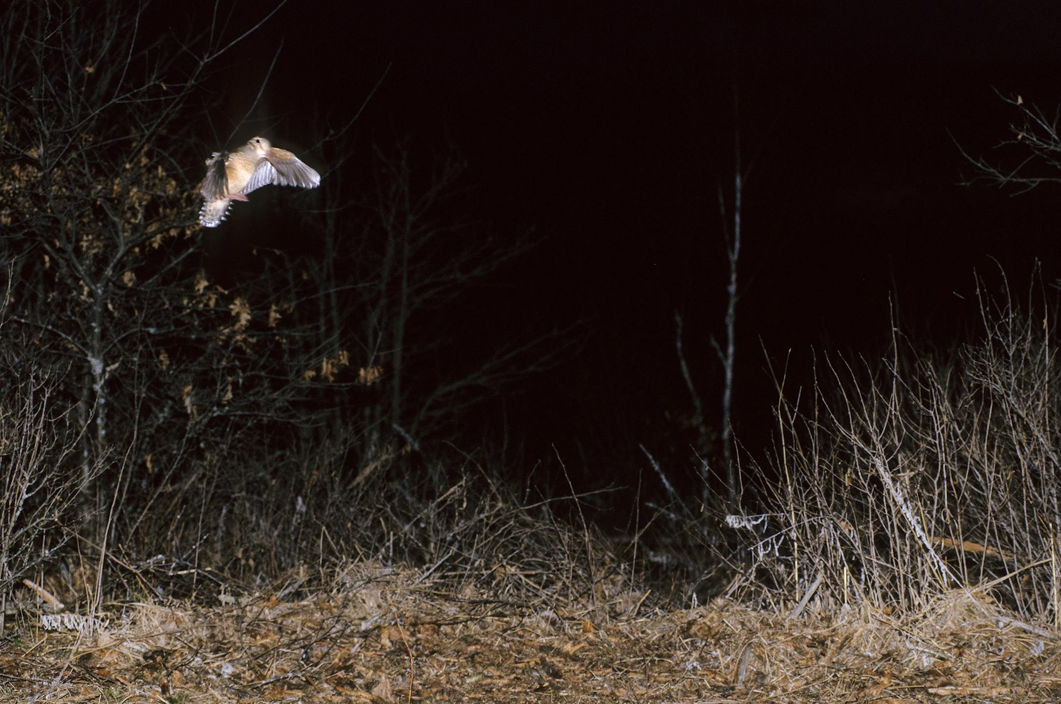 ONETIME USE: 01262-012.05 American Woodcock male is landing on "singing ground" during spring "sky dance."