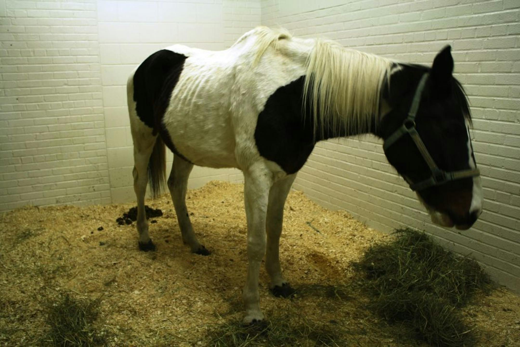 An emaciated horse seized from an East Bethel farm.