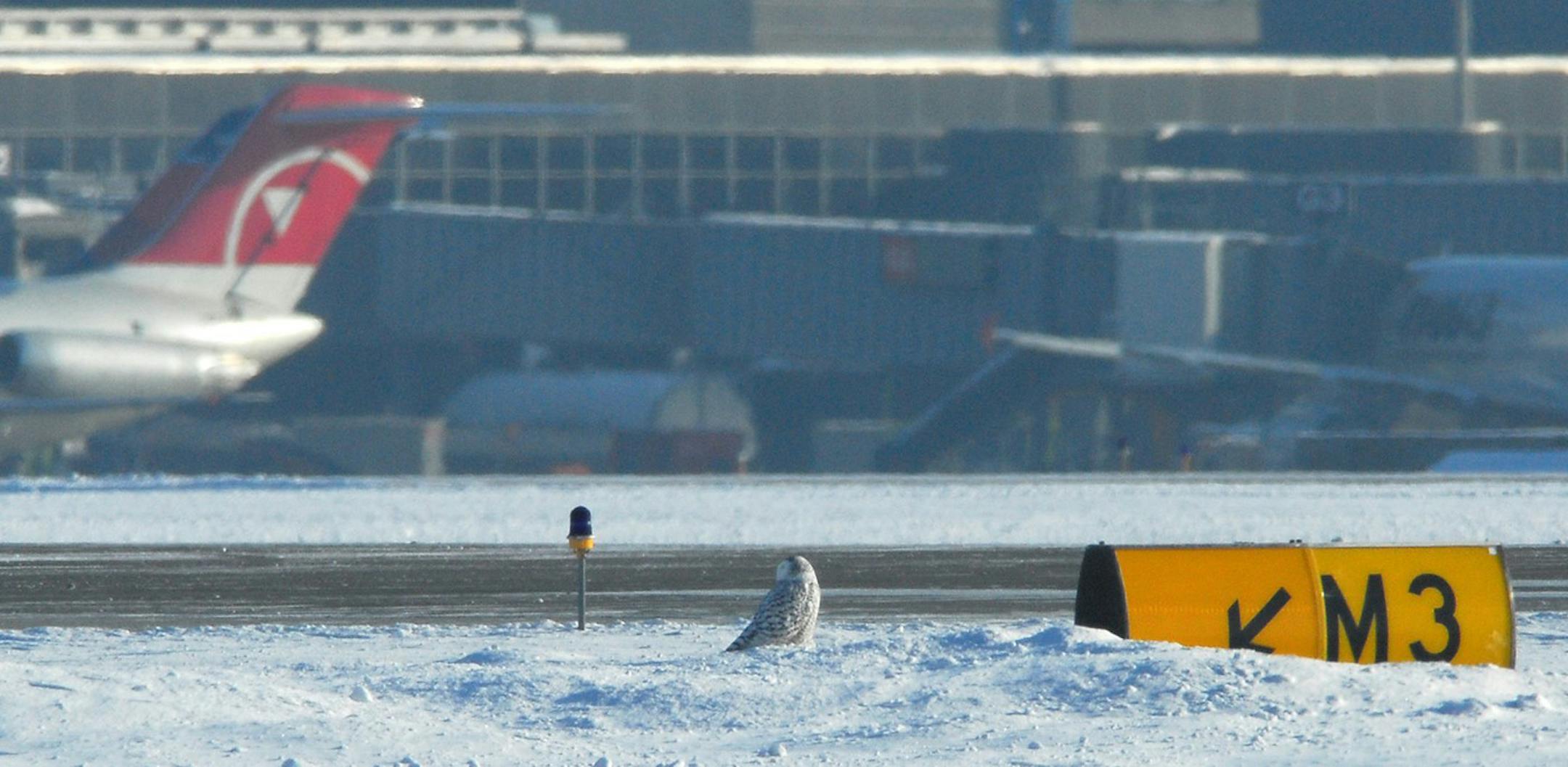 This snowy owl near an airport runway is in danger of damage to its hearing.