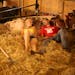 Elizabeth Golombiecki, 16, of Chokio, and Steven Hanson, 16, of Goodrich, visited while relaxing in the cattle barn while they waited their turn to mo