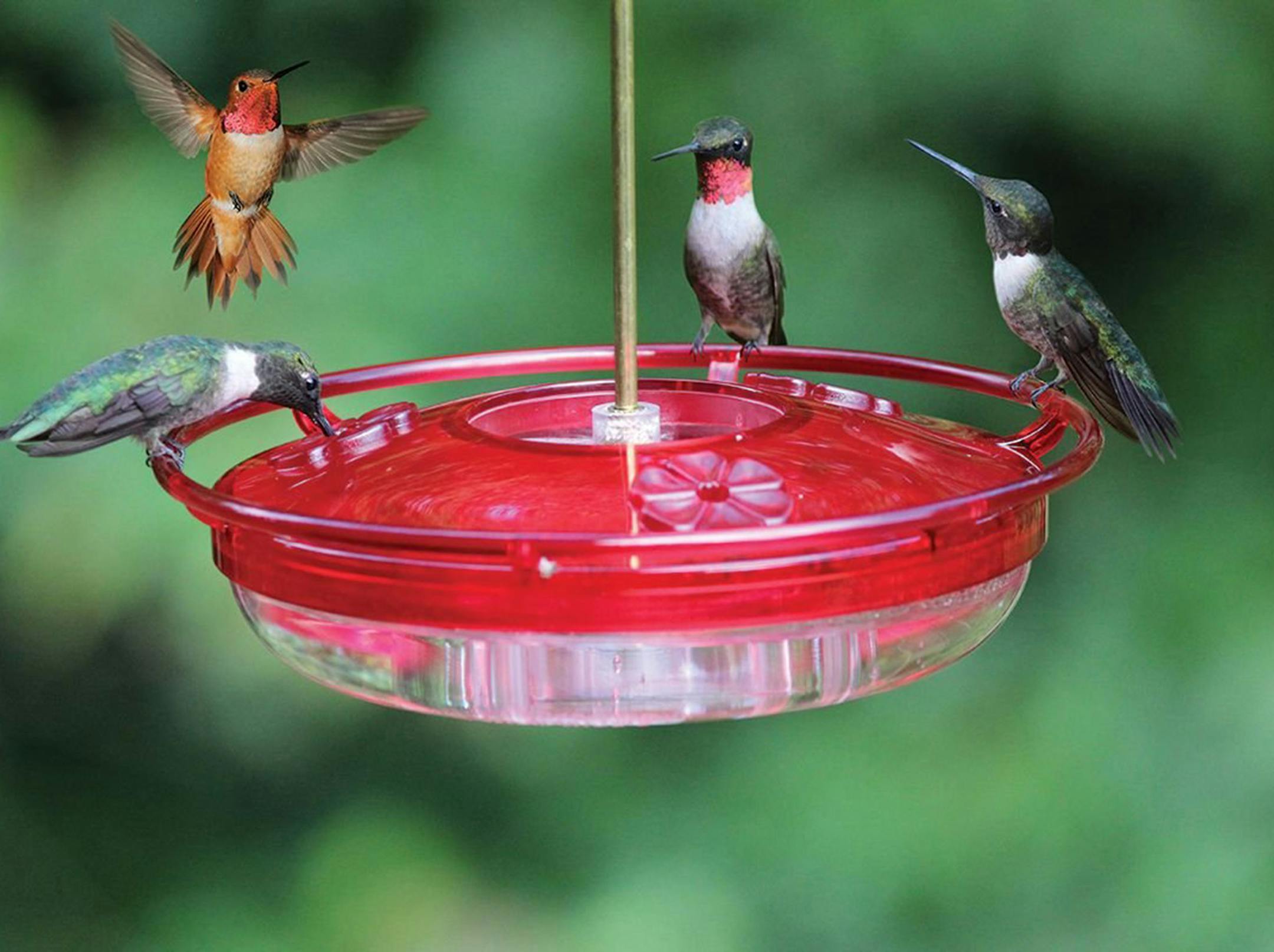 The Hummer High Rise from Cole’s eliminates the ant threat with a barrier — a moat, if you will — that keeps ants from fouling the food source. The feeder features elevated perches to make feeding easier, and is simple to clean and maintain. It’s $19.99 and is available at Ace Hardware, online at Bird Watcher Supply Company and at various retailers (go to Cole’s website for a list of dealers). (Cole's Wild Bird Products)