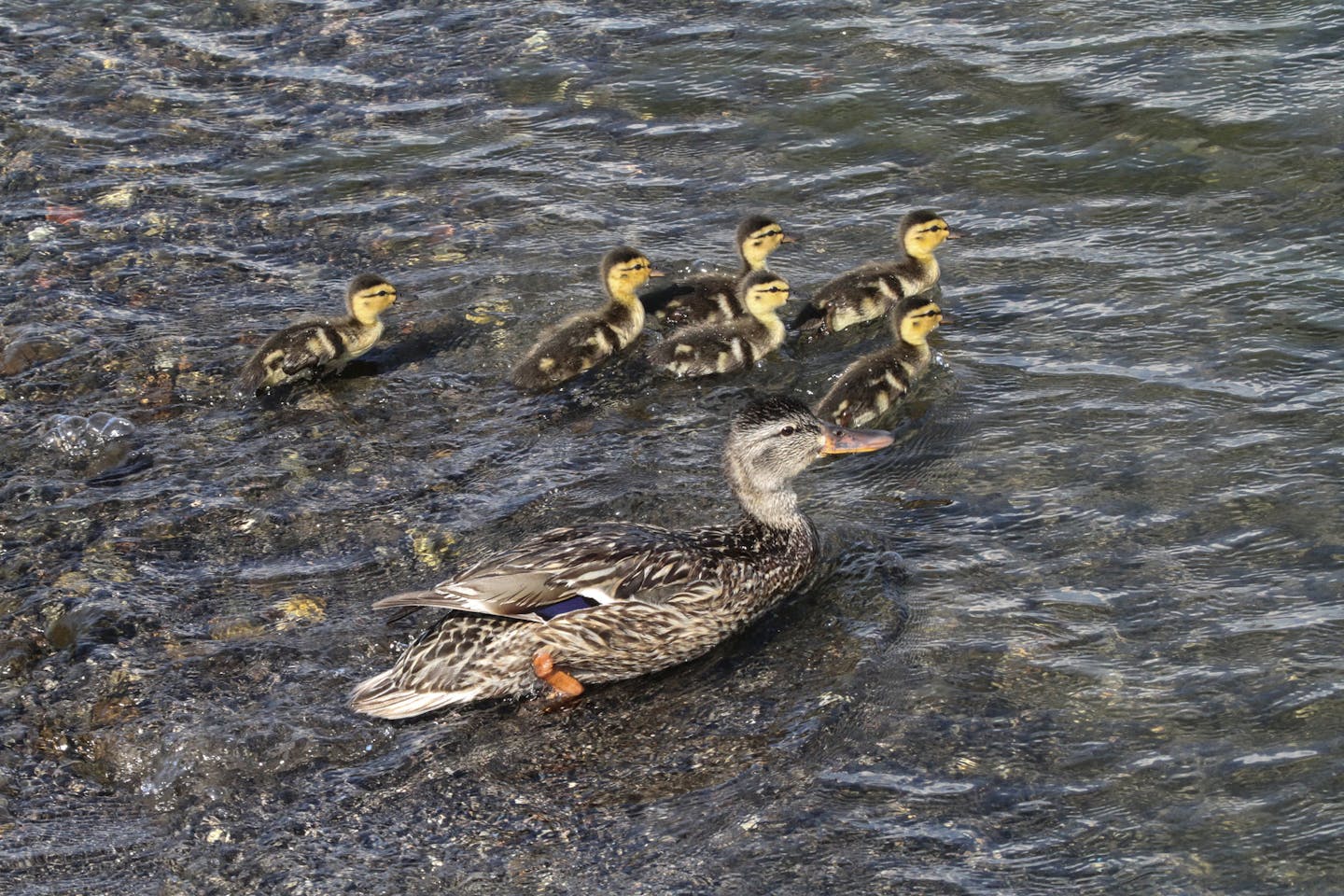 Photos by Don Severson: ONE TIME USE ONLY with Val's birding col A mallard mom keeps her brood close.