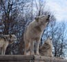 Provided by Wildlife Science Center Howling Holidays at the Wildlife Science Center in Stacy, Minn.