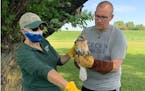 Gail Buhl of The Raptor Center and Luke Herbert worked together June 16 to get two red-tailed hawk chicks back in trees at Island View Golf Course.
