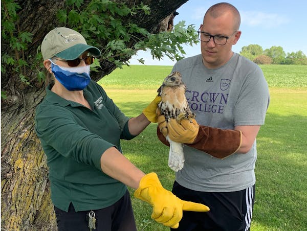 Birdie save: Golfers stop to rescue red-tailed hawk chick in Waconia