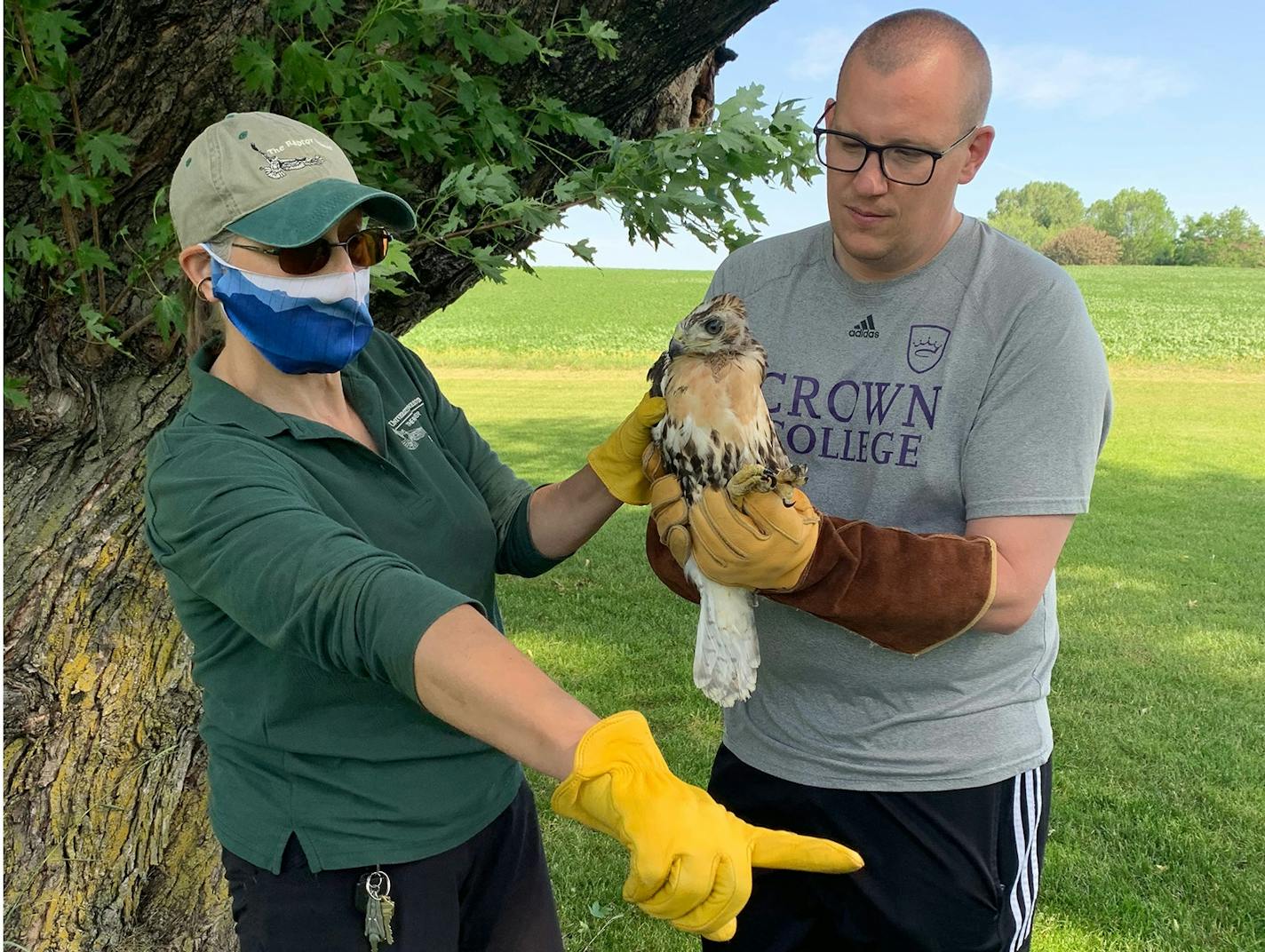 Gail Buhl of The Raptor Center and Luke Herbert worked together June 16 to get two red-tailed hawk chicks back in trees at Island View Golf Course.