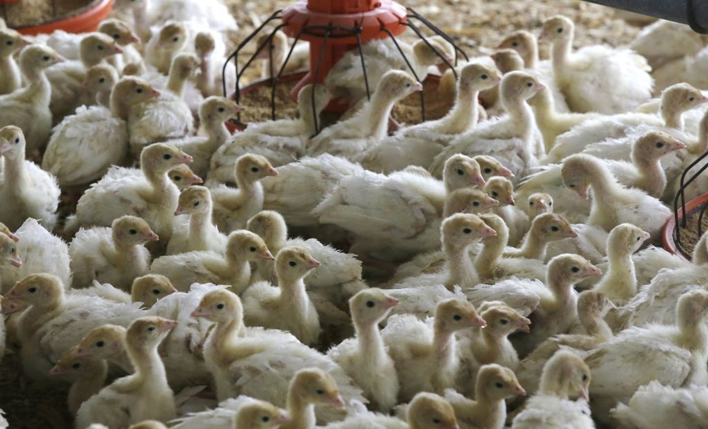 In this Monday, Oct. 16, 2017 photo, baby turkeys stand in a poult barn at Smotherman Farms near Waco, Texas. The farm is involved in a pilot project by Cargill's Honeysuckle White brand that allows consumers to be able to find out where the turkeys they buy are raised.