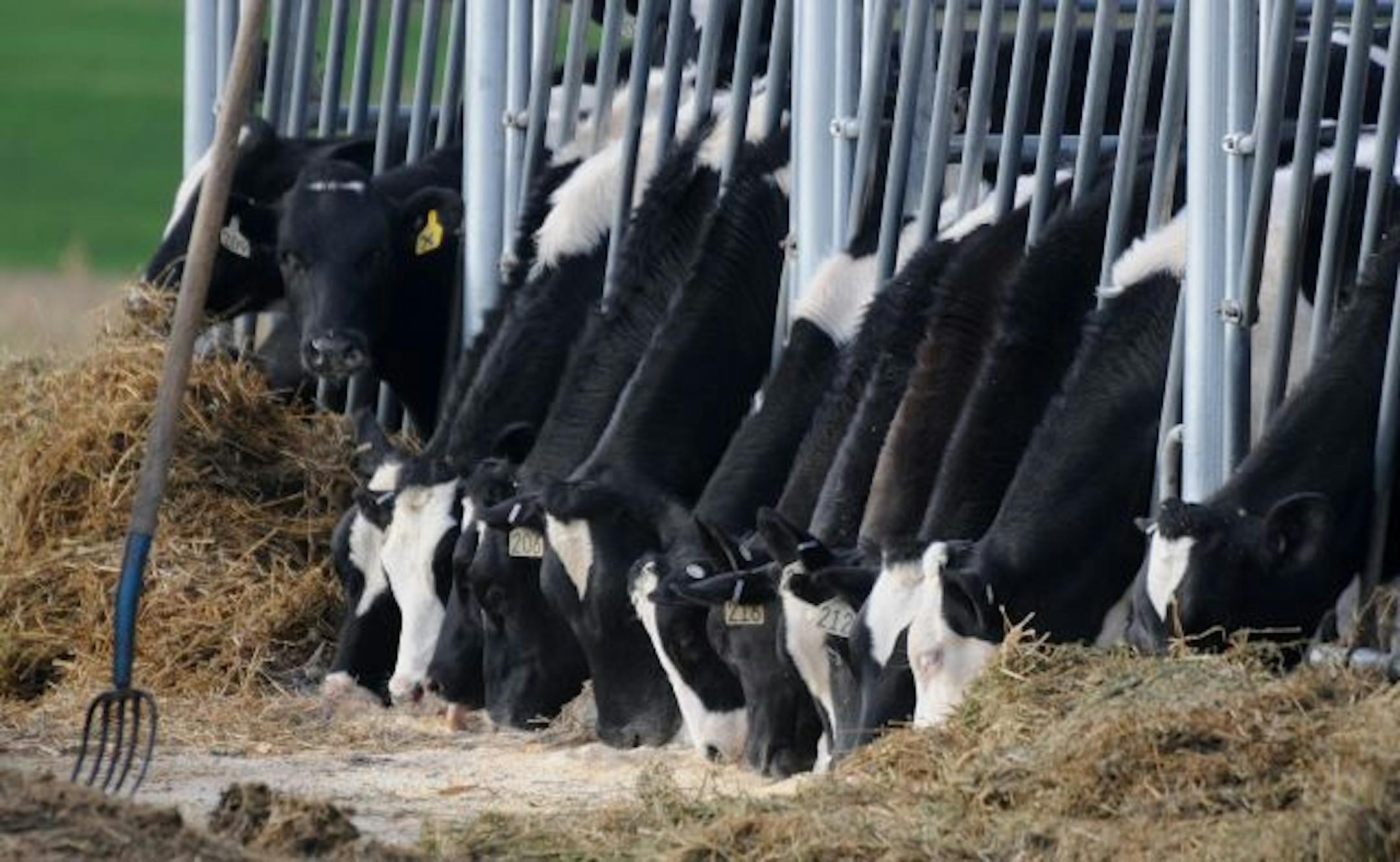 Minnesota's $1.66 billion dairy industry is one of the state's largest agriculture sectors, but it's shrinking as prices collapse. About 200 dairy farms have closed in the past year.