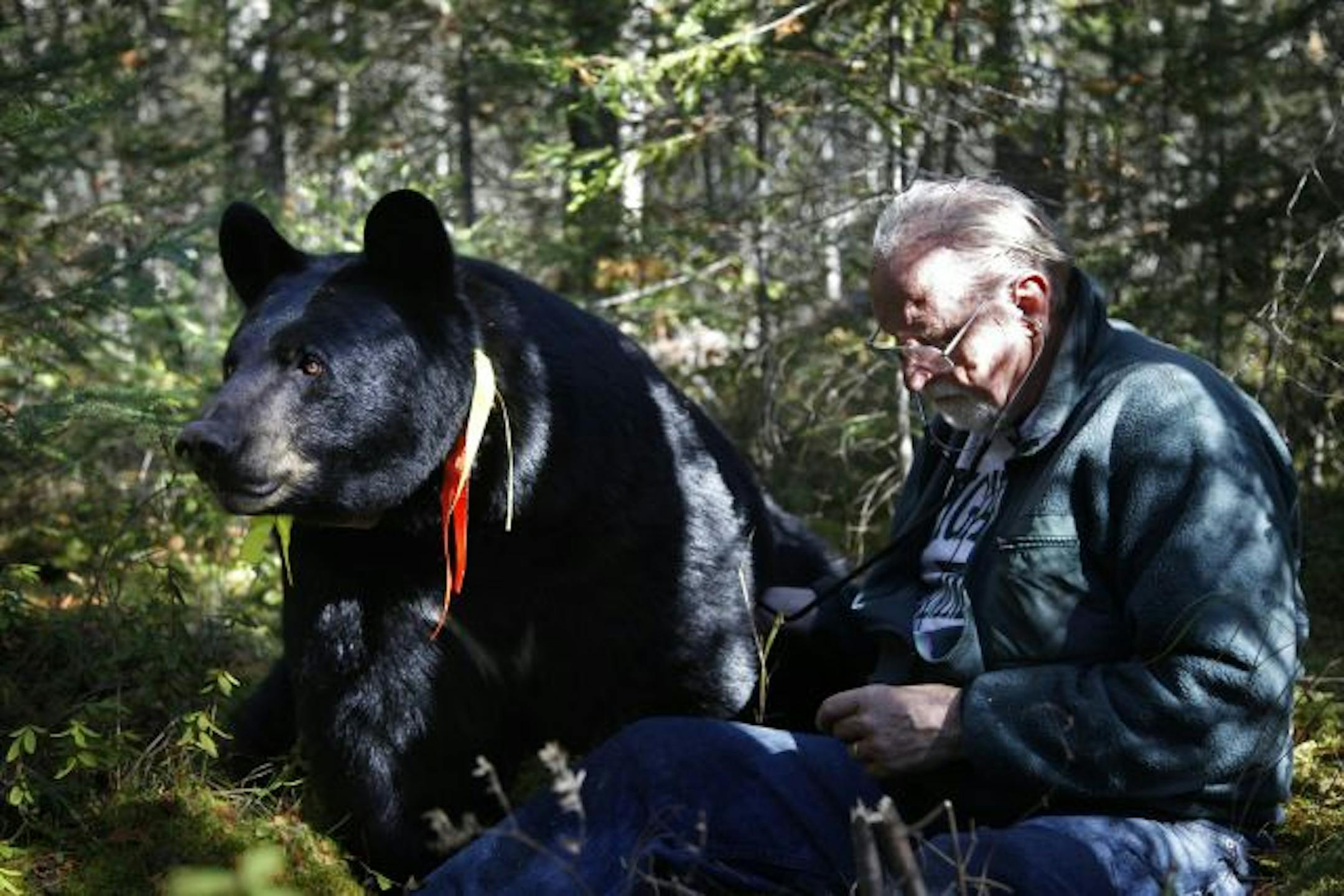 Lynn Rogers, founder of the North American Bear Center in Ely, Minn., changed the batteries in a radio collar without tranquilizing Brave Heart, one of the black bears in his study. Such bears are not off limits to hunters, the DNR says.