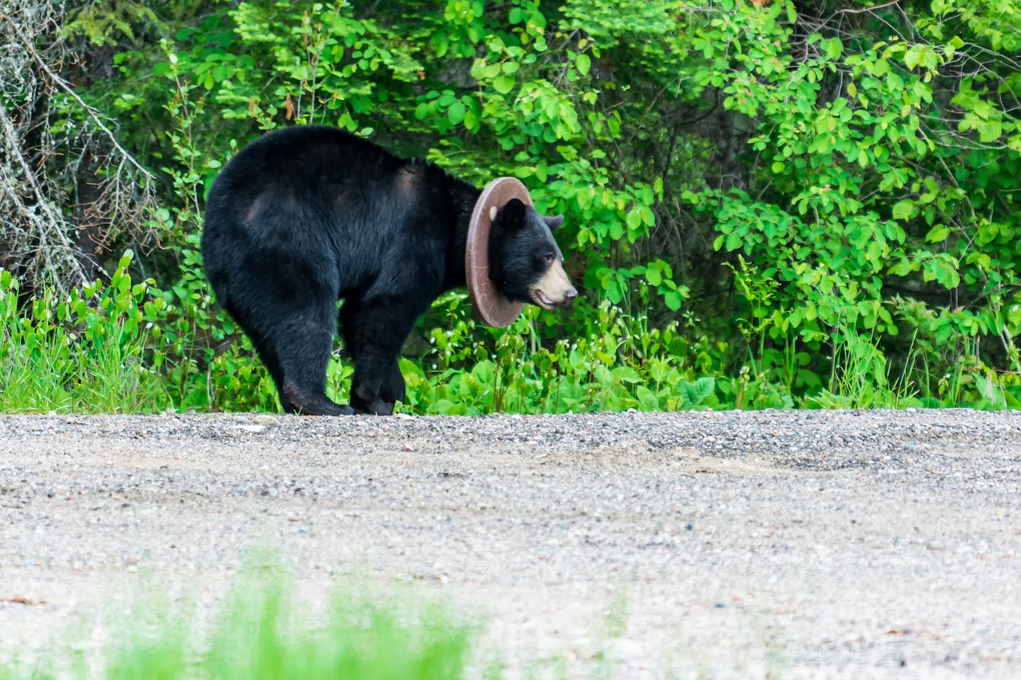 A northern Minnesota bear that likely was rummaging through garbage got his head stuck in a plastic ring.