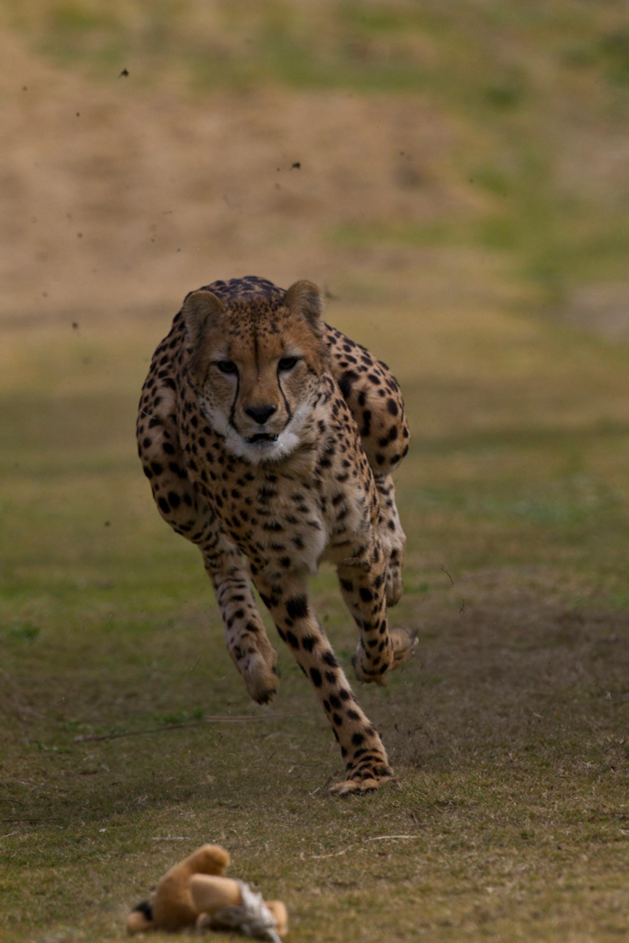 Cheetah Run Safari is a jaw-dropping experience at the San Diego Zoo Safari Park where guests can witness the world's fastest land mammal do what it does best – run.
