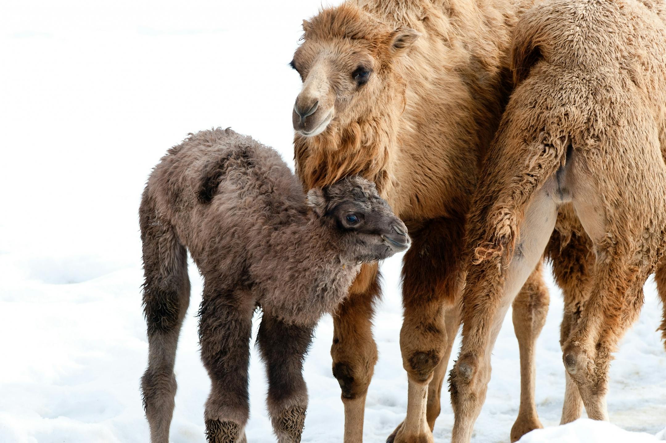 This one week old male Bactrian camel calf is now on exhibit at the Minnesota Zoo in Apple Valley. Born on March 7 and weighed 125 pounds. this is the fth calf for mom "Sanya" and eighteenth for dad, "Turk." Bactrian camels are native to Mongolia and thrive in the Minnesota winter.