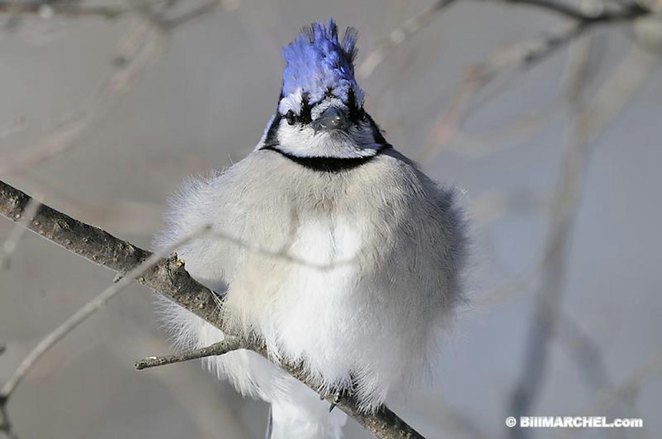 A blue jay with feathers fluffed against the cold.