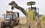 A harvester blows out chaff as it loads sugar cane into a cane cart.