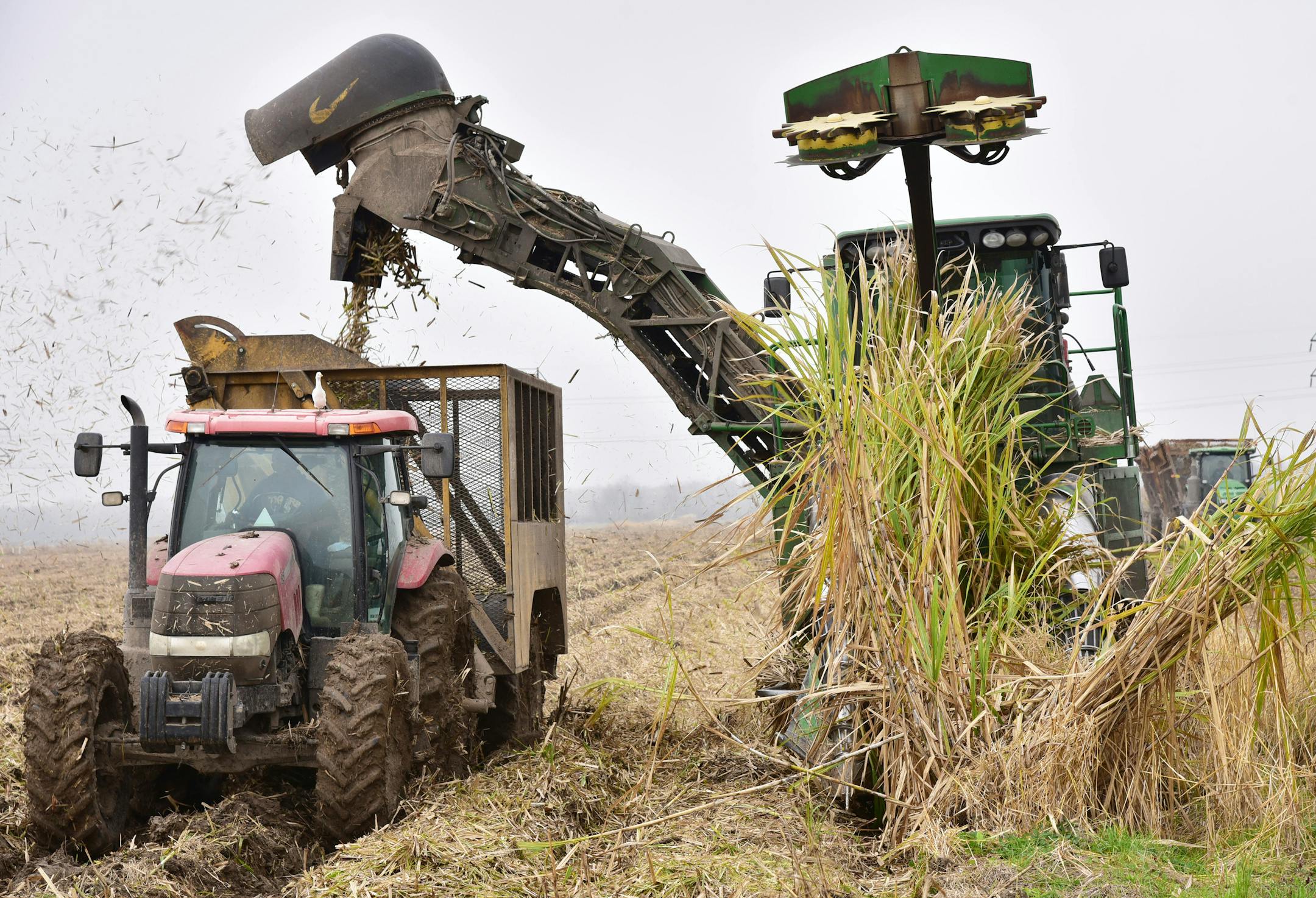 A harvester blows out chaff as it loads sugar cane into a cane cart.
