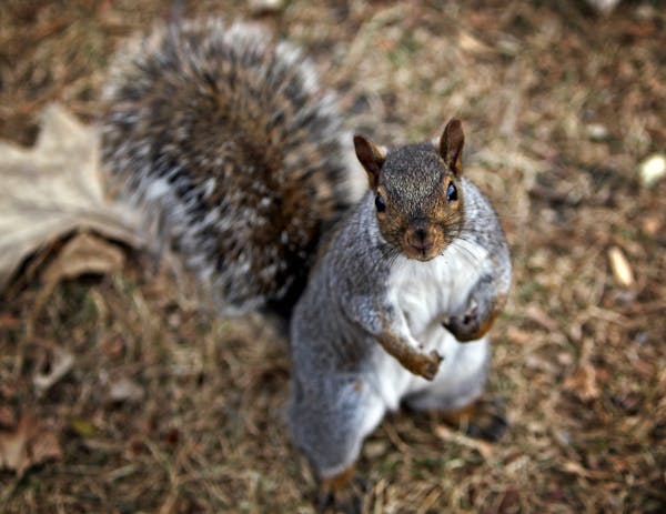 A curious gray squirrel stopped momentarily from foraging for food in Loring Park in 2011.