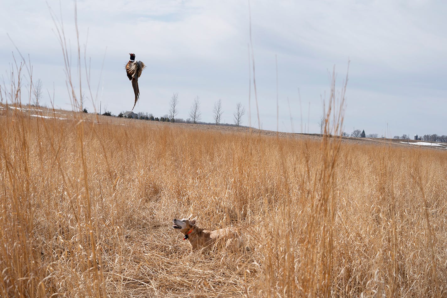 Albert flushes a pheasant on his last hunt at Caribou Gun Club in Le Sueur March 10, 2020. Though suffering from lymphoma and short of breath, his drive never slowed. (Courtney Perry)