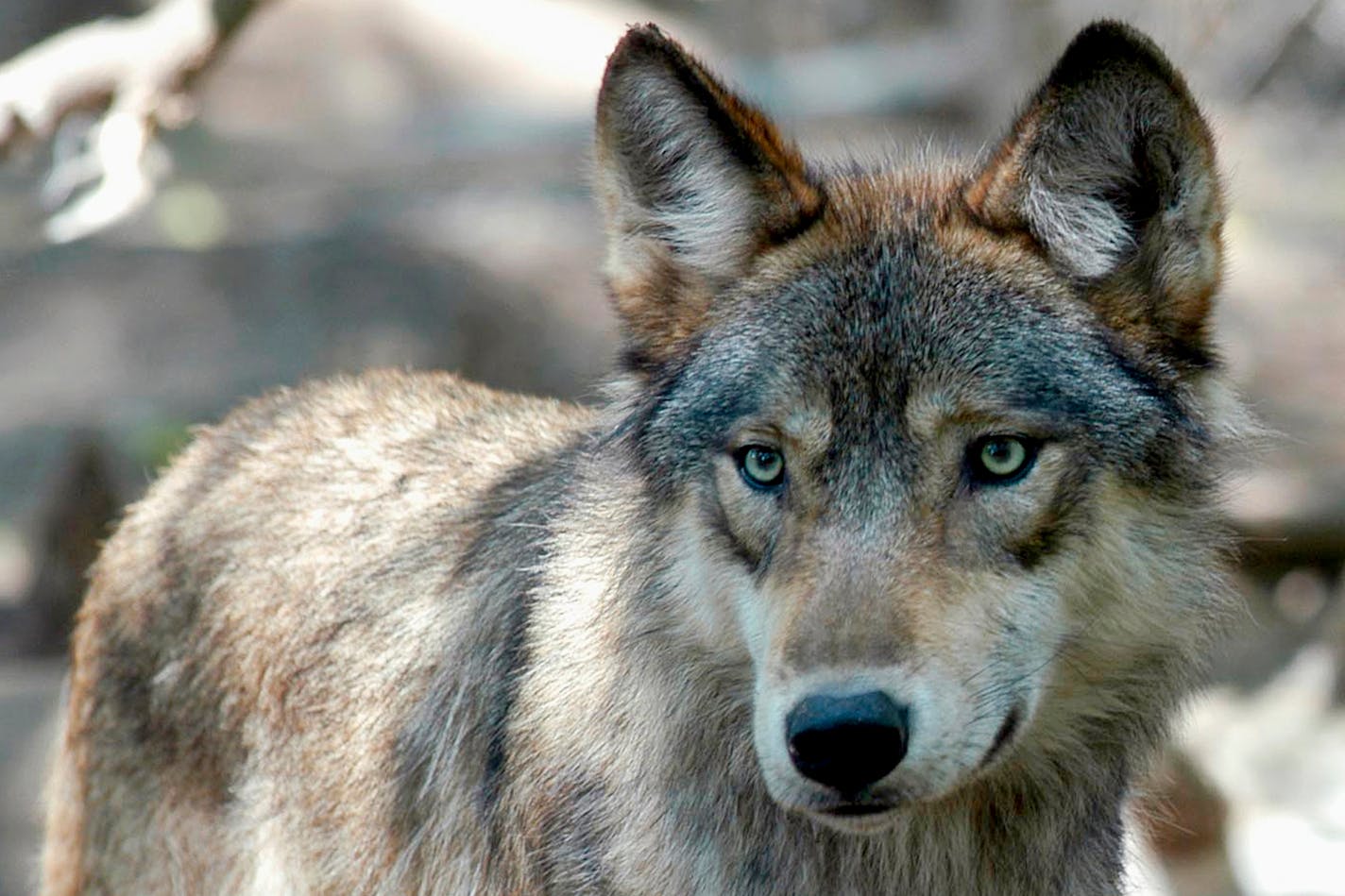 A gray wolf is seen at the Wildlife Science Center in Forest Lake, Minn.