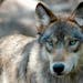 A gray wolf is seen at the Wildlife Science Center in Forest Lake, Minn.