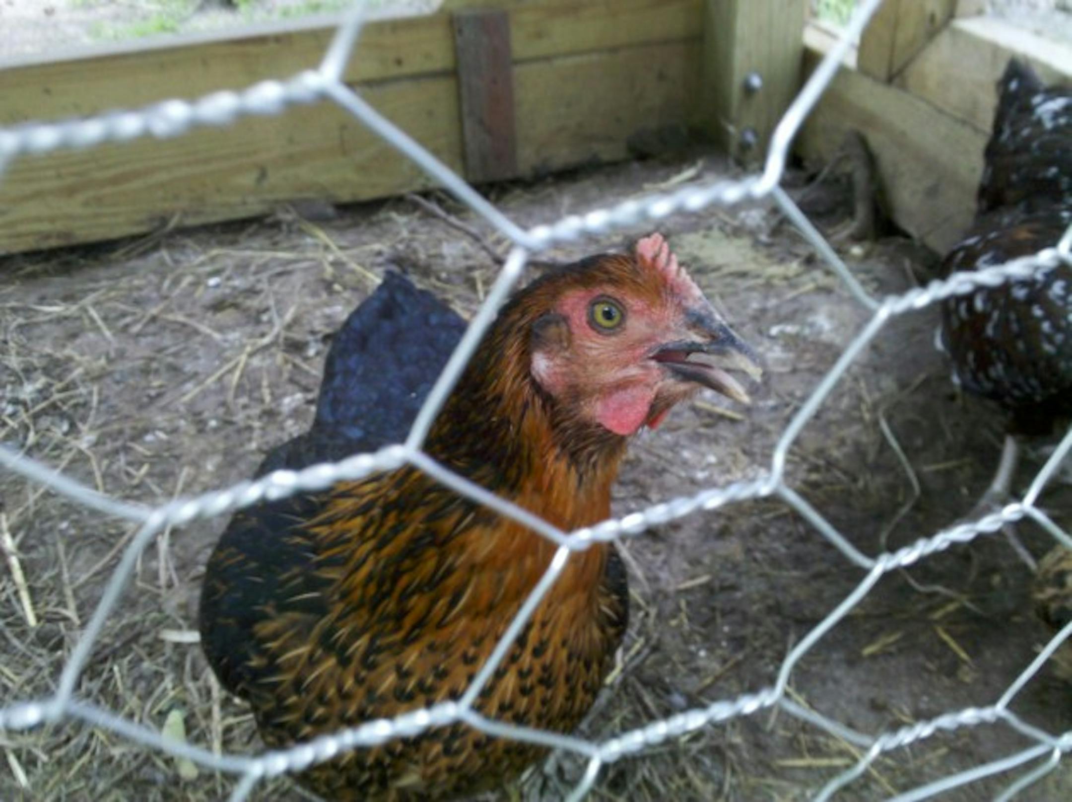 The students purposely chose a variety of breeds.