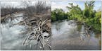 High water in the Cannon River is hiding tree branches. The same spot in the river is shown in March 2024, left, and in May 2024, right.