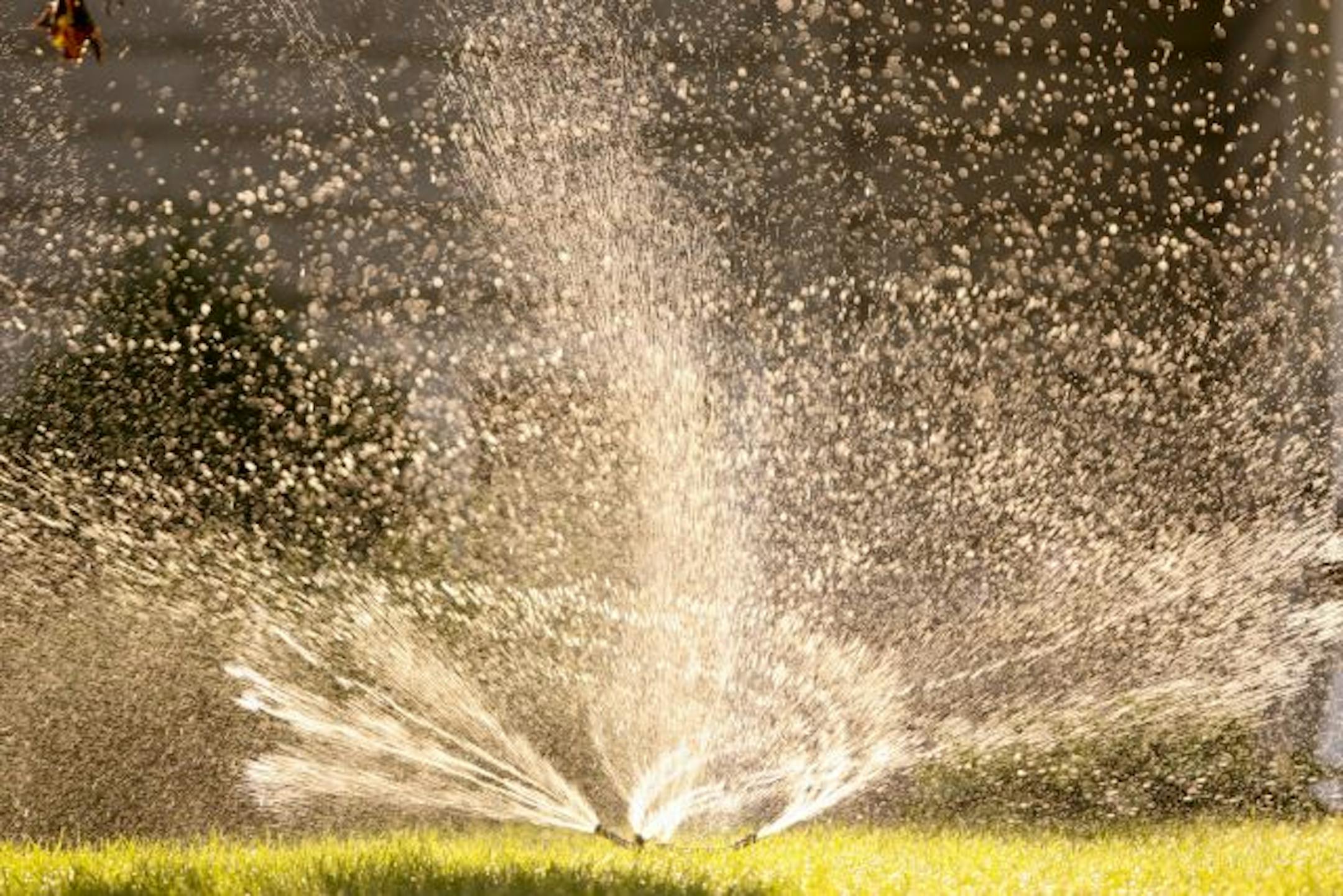 A sprinkler watered a lawn on Tree Farm Rd. in Eden Prairie Friday evening after 5 p.m.