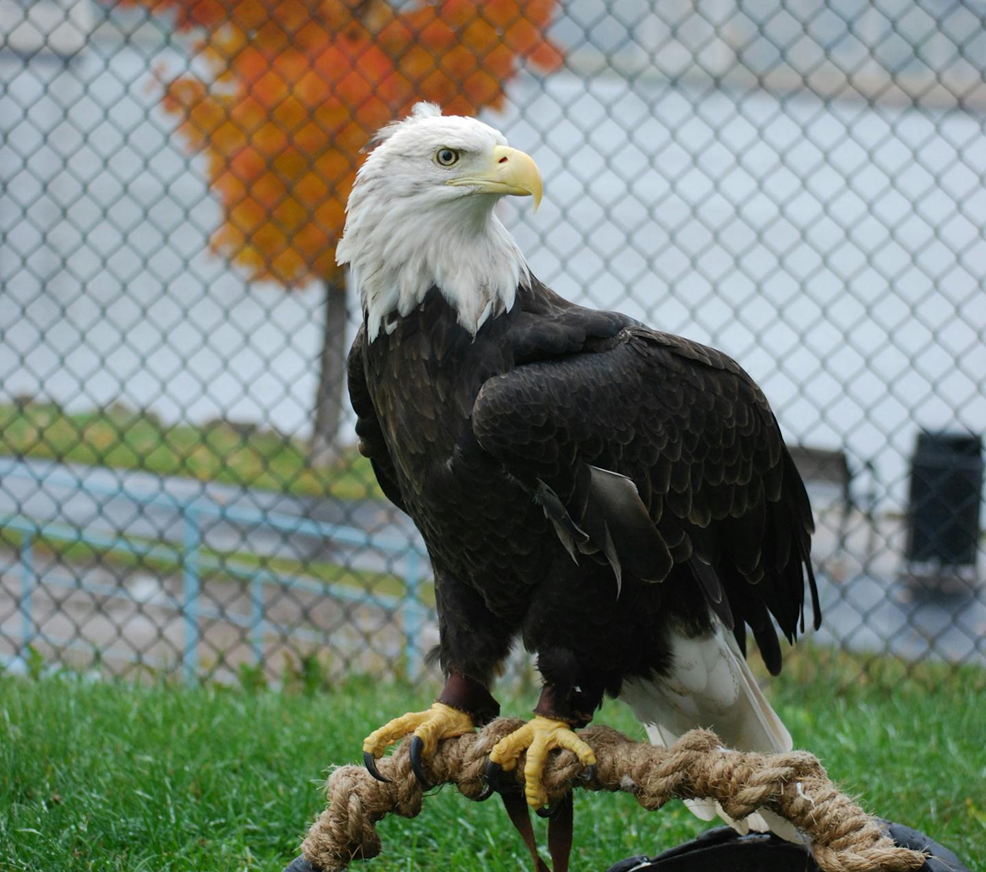 Harriet retired from public events in 2015.