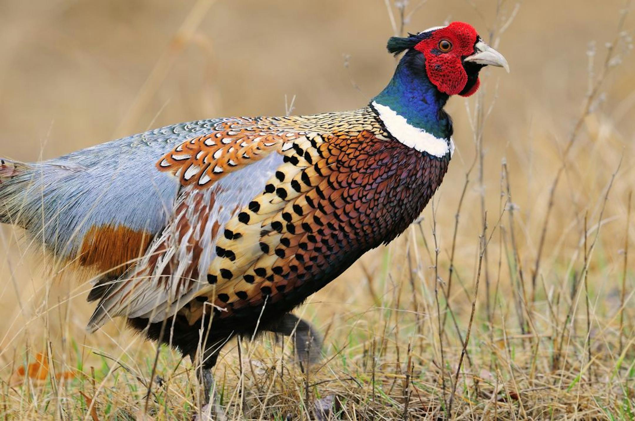 Ring-necked Pheasant rooster is walking in grassy cover.