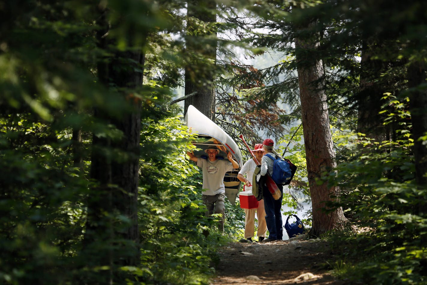 Along the portage to Hegman Lake north of Ely, the understory of mature red and white pine is dominated by red maple. ] BWCA BRIAN PETERSON &#x201a;&#xc4;&#xa2; brianp@startribune.com Ely, MN - 08/12//2013