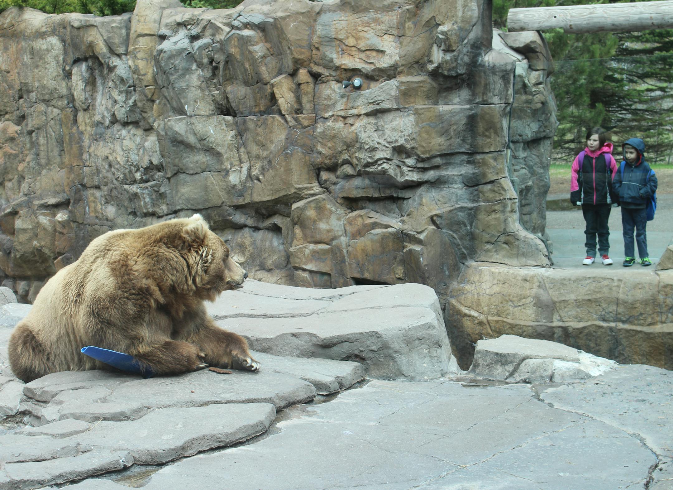 Trouble the grizzly bear looks out at Lake Superior Zoo visitors in Duluth. City leaders are considering proposals for what to do with the aging zoo.
