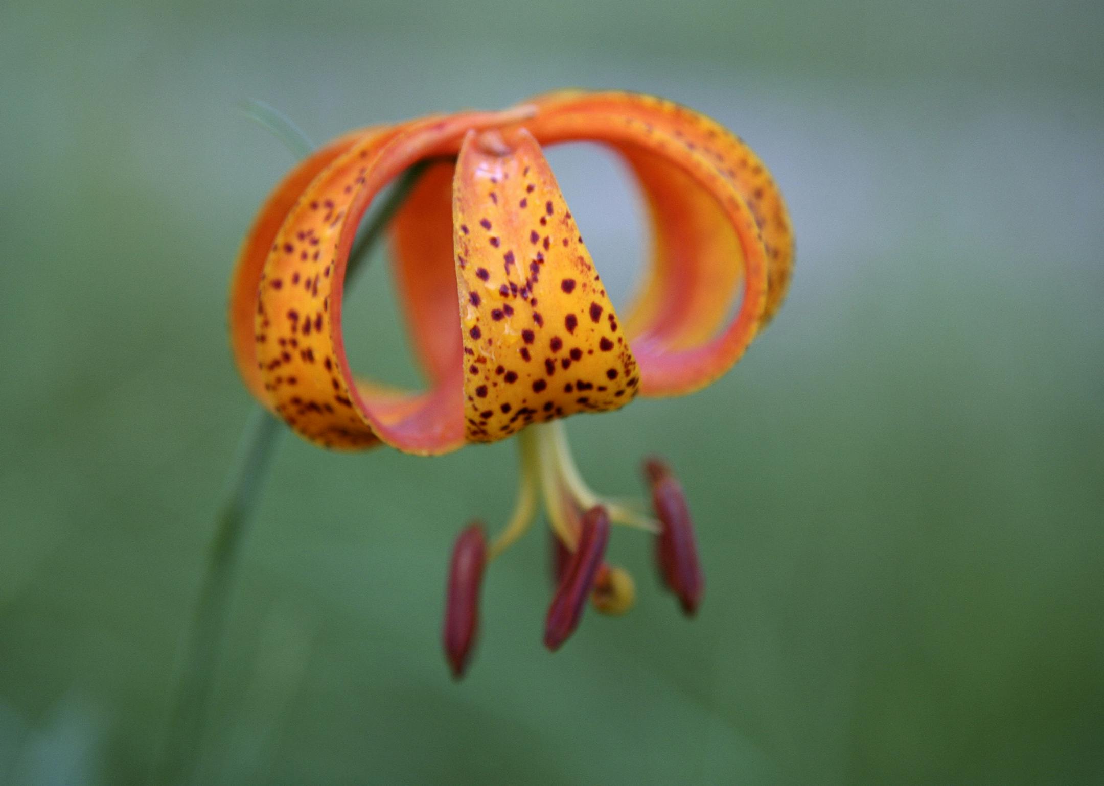 Wildflower by roadside, Carlos Avery Wildlife Management Area/ Anoka County. Chris Welsch/Startribune. ORG XMIT: MIN2014072515321442