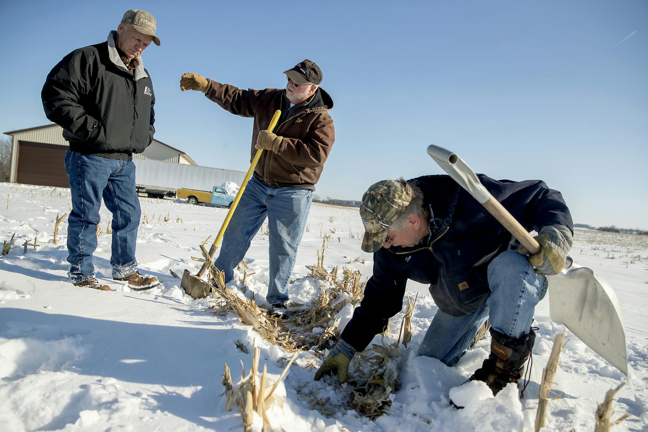 Tim Little dug up one of his fields planted with cereal rye, a cover crop, with help from Larry Conrad, left, and Mike Ludwig, right.