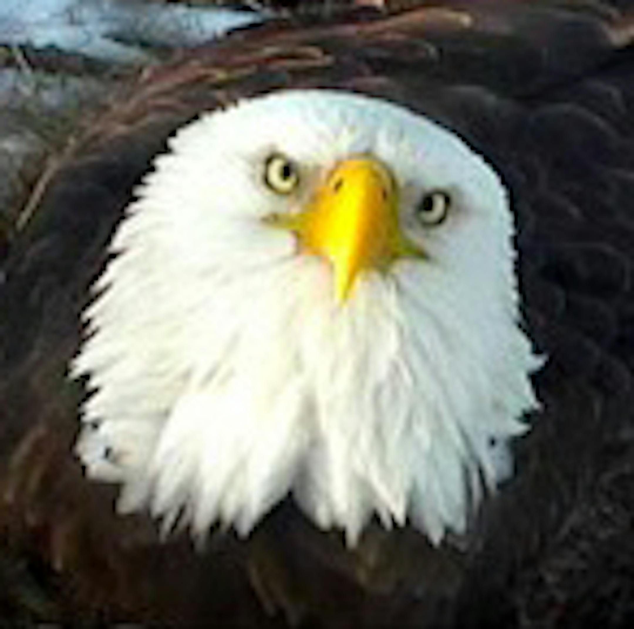 DNR Nongame Programís logo forthe cam page