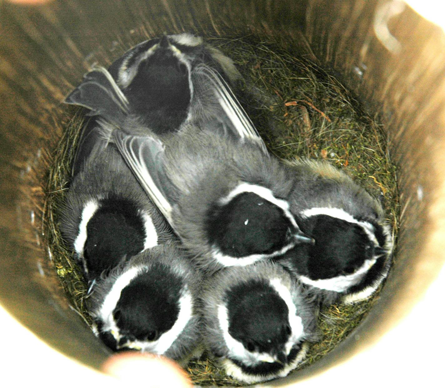 Black capped chickadee chicks, And if all of these birds mate and raise five or six chicks &#xd6;&#xd6;.
credit: Jim Williams