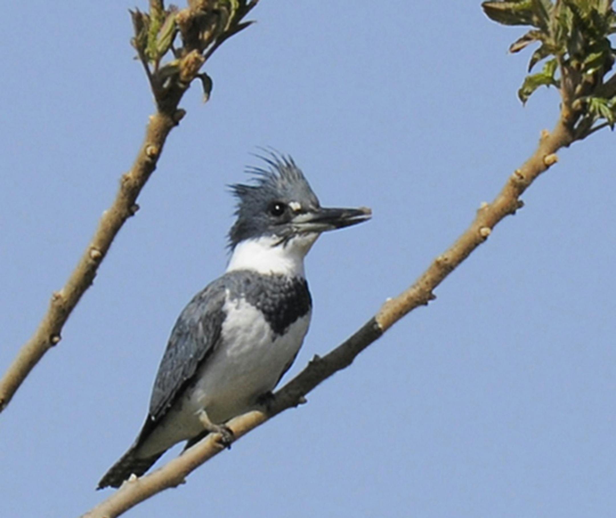 The male Belted Kingfisher has one blue stripe or belt. The female has blue and red.
Jim Williams photo