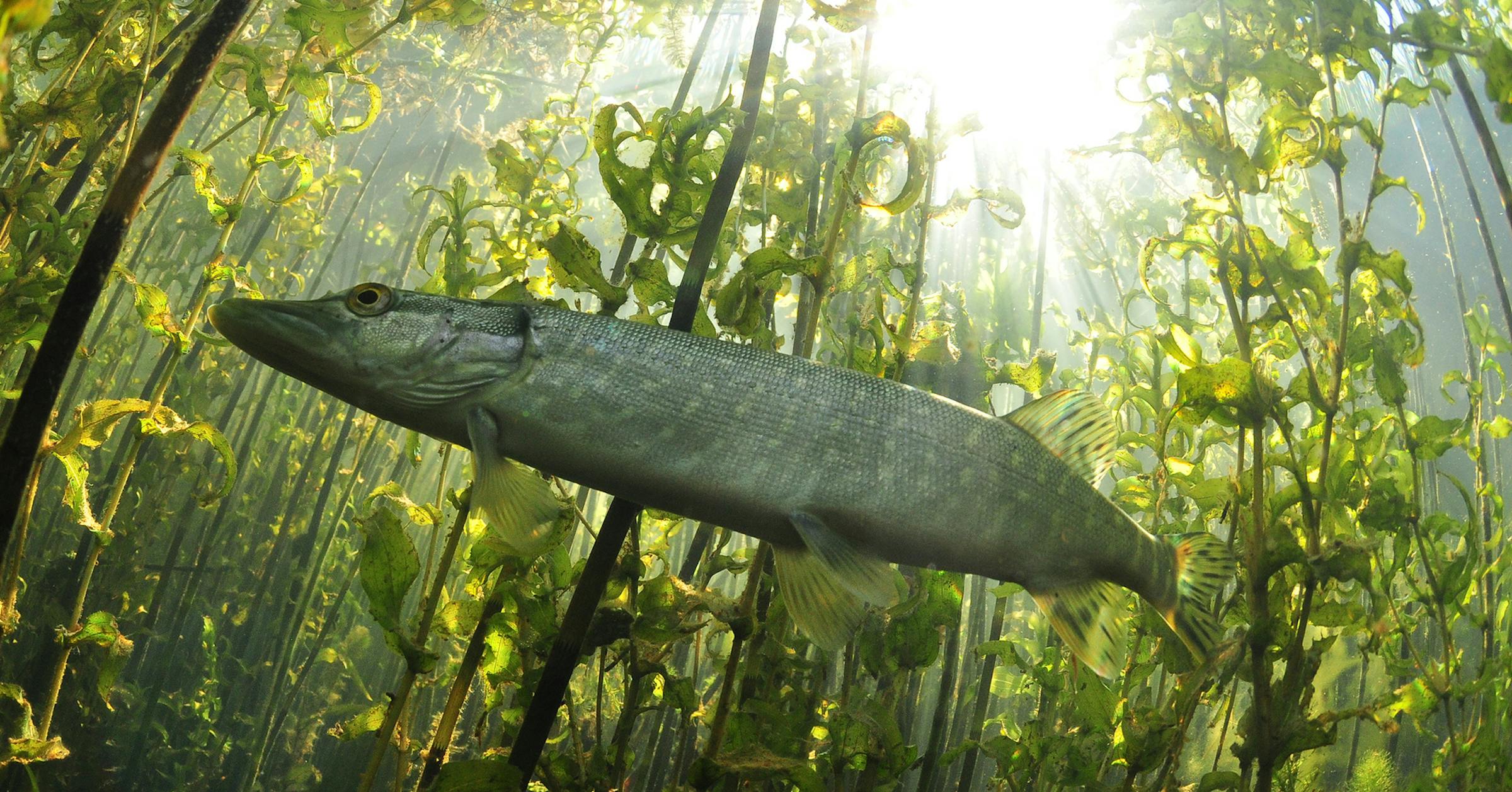 Lookout below: Underwater photography is window into fish habitat