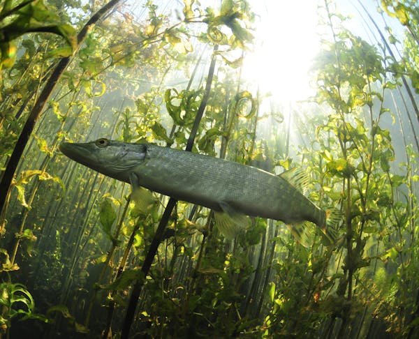 A depth to his work: Eric Engbretson and his photographers make stunning underwater photos. A northern pike moves amid pondweed and pencil reeds.