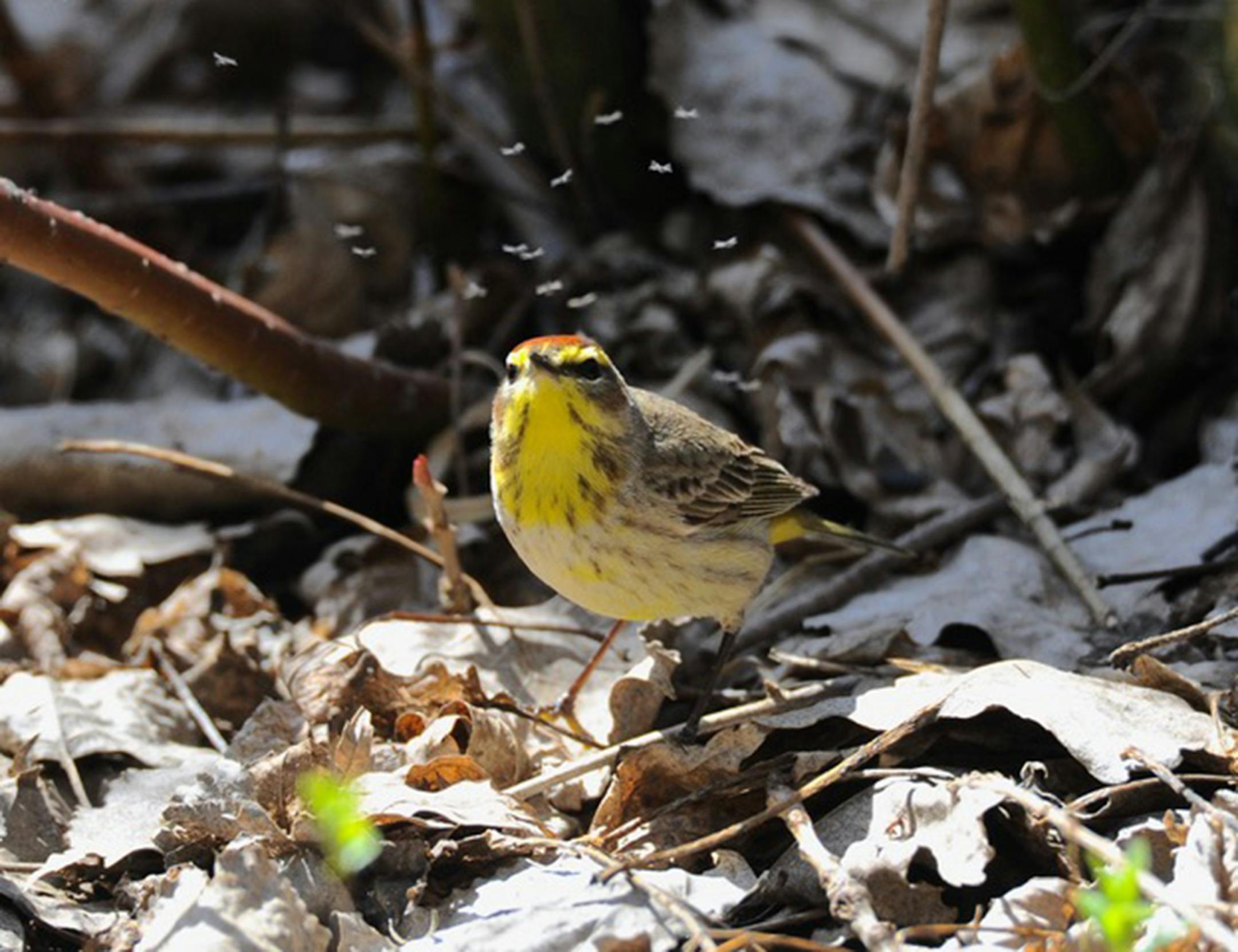 This migrating palm warbler studies a few gnats, a possible snack. Jim Williams photo