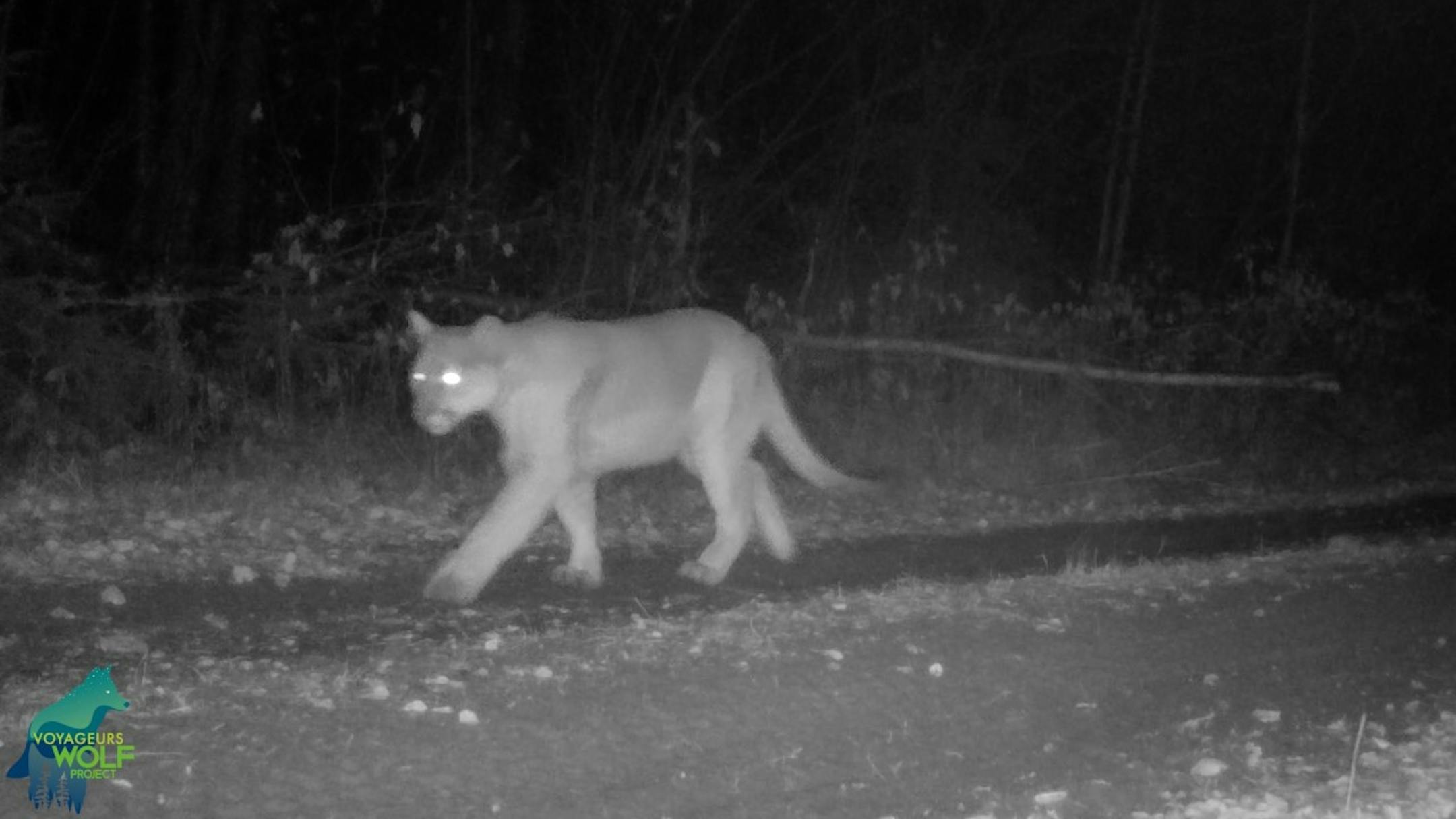 The cougar on the video from last fall is believed to have been passing through from points west.
