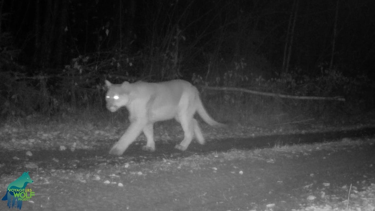 The cougar on the video from last fall is believed to have been passing through from points west.